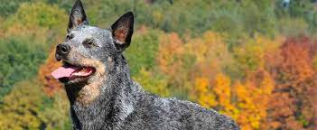 Advertise a pet for free. Der Australian Cattle Dog Die Roten Und Blauen Powerpakete Von Down Under Schweizer Hunde Magazin