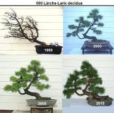 090 Larche Jpg Bonsai Baum Bonsai Garten