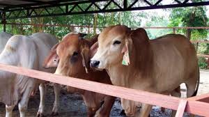 Pedetan atau bakalan sapi limosin seharga 12 juta itu sudah dapat pedet jantan dengan gambar yang lumayan super. Budidaya Sapi Potong Dengan Kualitas Tinggi Arenahewan Com