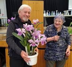 Image result for Cynorkis brevicalcar