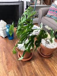 I Am So Devastated I Could Cry By Monstera Adansonii Just Won T Thrive Info In Comments Plantclinic