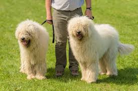 Image result for Komondor