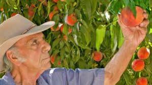 Stone Fruit Producer Named Organic Grower of the Year