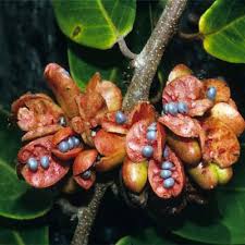 Image result for Xylopia acutiflora