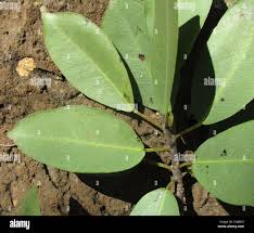Image result for Ficus burkei