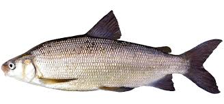 Lake Whitefish - Hunt Fish | Travel Manitoba