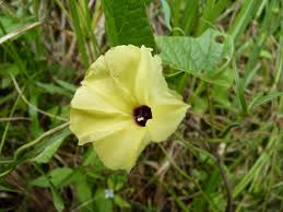 Image result for Hewittia