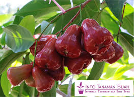 Bibit Jambu Air Citra Rasa Manis Segar Dengan Warna Buah Merah Merona Taman Buah Buah Tanaman