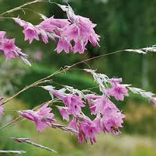 Image result for Dierama formosum × plowesii