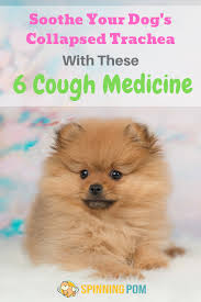 Top 6 Cough Medicine For Dogs With Collapsed Trachea In 2020 Cough Medicine For Dogs Cough Medicine Dog Coughing
