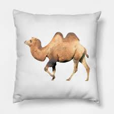 camel