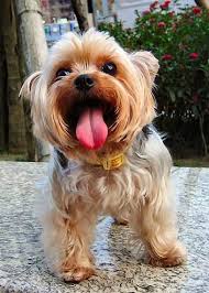 Dog Breath Pranayama In Action Megan Romo Yorkie Dog Breath Cute Animals