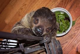 50 to 90% off deals in north carolina. North Carolina It S A Zoo Life