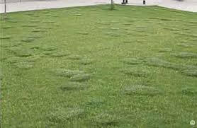 Clumping tall fescue is a grassy weed that is very common in lawns throughout the midwest. 1529 Tall Fescue As A Weed In Bluegrass Lawns Planttalk Colorado