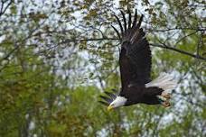 Feathers of Freedom