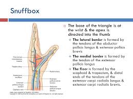 Windsor University School Of Medicine Ppt Video Online Download Anatomical snuff box is small in size. windsor university school of medicine