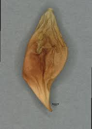 Image result for Zehneria tridactyla