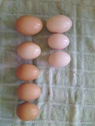 On an average, a male rhode. Rhode Island Red Eggs Are Slightly Smaller Than The Barred Rock Eggs And About The Same Colors Rhode Island Red Chickens Red