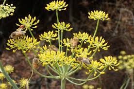 Image result for Foeniculum vulgare