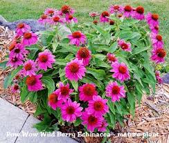 We did not find results for: Echinacea Pow Wow Wild Berry Purple Coneflower