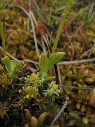 It grows in bogs in temperate and subarctic regions of the northern hemisphere. Hammarbya Paludosa Bog Adder S Mouth Bog Malaxis Marsh Malaxis Go Orchids
