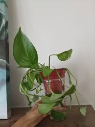 Mouth and stomach irritation, excessive drooling. Is This Plant Poisonous For Pets Might Be Devil S Ivy Got This For My Friend But She Has Two Cats Plants