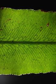 Image result for Coniogramme africana