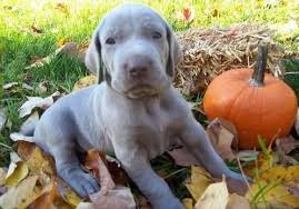 Find weimaraner puppies for sale with pictures from reputable weimaraner breeders. Weimaraner Puppies For Sale For Sale In Dallas Texas Classified Americanlisted Com
