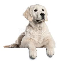 Meet our new 8 week old golden retriever puppies! Golden Retriever Puppy Five Months Old Lying White Background Stock Photos Freeimages Com