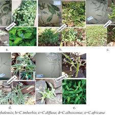 Image result for Commelina albescens
