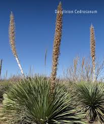 Image result for Sorindeia winkleri