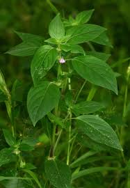 Image result for Justicia heterocarpa