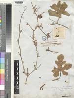 Image result for Corallocarpus epigaeus