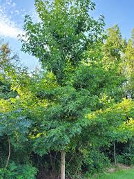Image result for Liquidambar