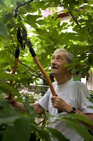 Watch our fig tree plant the fig tree during dormancy, from november to march. Pruning Fig Trees Tips On Why And How