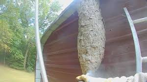 I used option a on my wasp/hornet nest under the soffit near my front door entrance. 5 Foot Tall Hornets Nest Attack While It S Destroyed Youtube