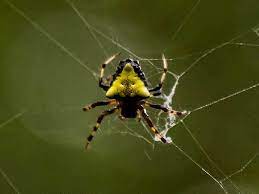 We are in eastern nc, near both water and trees, and found one spinning a web, using my car antennae the spinyback is an orb weaver, it is also called a kite spider. North Carolina Spiders Pictures And Spider Id Help Green Nature