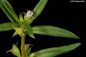 Image result for Oldenlandia capensis