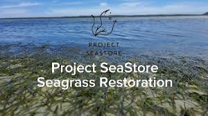 Image result for Zostera capensis