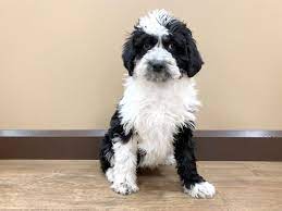 Aussiedoodle Dog Female Black White 2590436 Petland Beavercreek Oh
