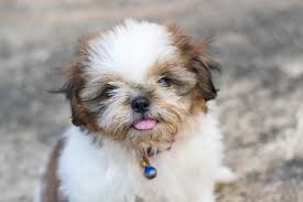 Shih tzus have been around for generations with the first ones appearing in tibet where they were known as lhasa apso's. My Shih Tzu Hd Wallpapers New Tab Mystart