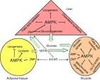 Can patients with type 2 diabetes be treated with 5′-AMP ...