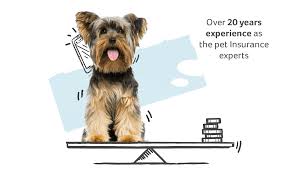 If your pet needs treatment for pet insurance plan exclusions. Dog Insurance From An Award Winning Provider