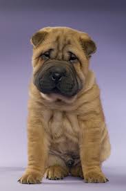 But please note that this breed is not the breed for everyone. Miniature Shar Pei Information And Pictures Petguide