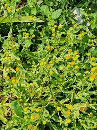 Image result for Pulicaria scabra