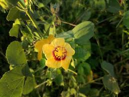 Image result for Abutilon hirtum
