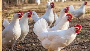 Leghorn Chicken Breed Facts Care Eggs And All Information