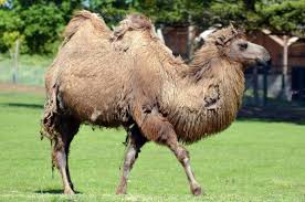 Camels are a mammal of the camelidae family. Camel The Animal Facts