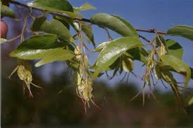 Image result for Hymenocardia ulmoides