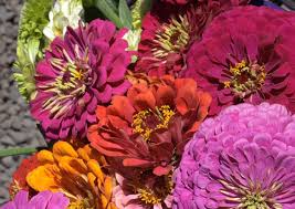 These large heirloom zinnias come in a cheerful, almost limitless range of colors including white, pink. Zinnia Giant Dahlia Flowered Mix Lambley Nursery